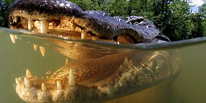 Alligator hunting season kicks off in Florida with expanded hours, weapons