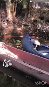 Mochila al hombro por Xochimilco.🎒 Nombre común: Perro de Agua. Nombre Científico: Nicticoraz Nicticorax Categoría de Riesgo: Sin estátus de protección Tienen una corona negra y el resto del cuerpo blanco o gris, el cuello y las patas son cortas y amarillas. Las aves jóvenes son de color marrón, moteado, blanco y gris. El hábitat donde se reproducen corresponde a zonas pantanosas de agua dulce y salada en gran parte del mundo. Se considera una garza migratoria pero en algunos lugares incluyendo