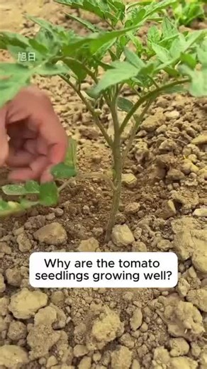 3.8K views · 11 reactions | Why tomatoes need to be cut and how to do it | Pro Gardening | Facebook