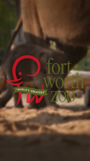 SURPRISE! Meet our new little lady! 🐘🩶 Our Asian elephant herd has officially grown by one tiny trunk with the birth of a healthy baby girl – Bluebonnet’s first female calf (third overall) and Brazos’ little sister! This bundle of joy was born in the early morning hours of Monday, Aug. 18, to mom, Bluebonnet, the very first elephant calf born in the history of the Zoo back in 1998. Over the past month, our new little one has remained behind the scenes, bonding with mom and integrating into our