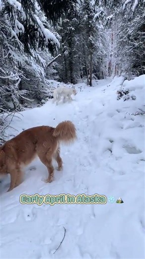 Walking in a winter wonderland 🐶 #dogs #alaska