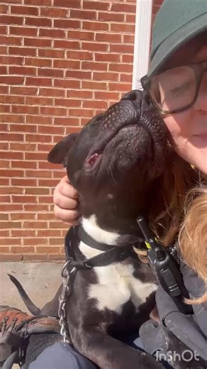 One of our volunteers made this little video to help long-term resident Appaloosa find his forever home! Appaloosa is neutered, vaccinated, microchipped, and ready to go home today! Bring your high-energy dog in to meet him to see if they're a good fit. Appaloosa is still working on his manners, so a home with teens/adults would be best for him. We're located at 13011 Maugansville Road in Hagerstown. 🐾 | Humane Society of Washington County