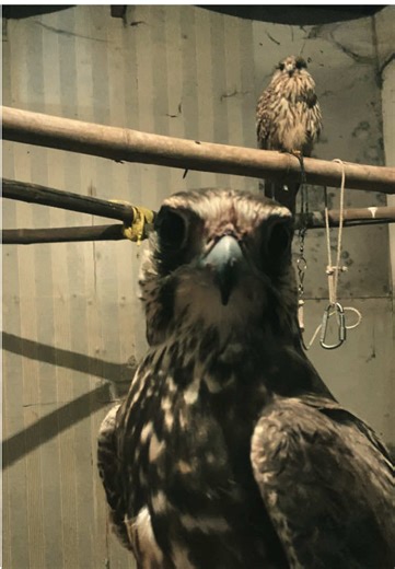 falconry_myanmar သည် TikTok ပေါ်တွင် ရှိသည်