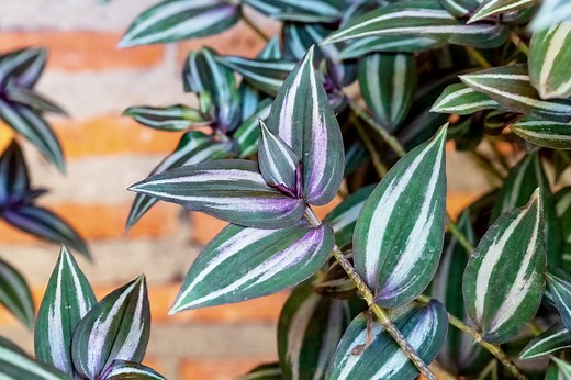 The Wandering Dude Plant Makes a Pretty Addition to Your Home