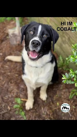 SO HARD TO BELIEVE the GORGEOUS LABRADOR X BORDER COLLIE ❤️COBALT❤️. still seeking his forever family 🤷. COULD IT BE YOU ? To Read More about this gorgeous Doggo or apply for adoption LINK TO WEBPAGE ⬇️⬇️⬇️⬇️⬇️⬇️⬇️⬇️⬇️⬇️⬇️⬇️⬇️https://australiank9rescuevic.org.au/☑️ Select Dogs available for adoptionFrom the @savourlife - Adopt a Dog page ☑️Select the dogs profile you are seeking 👇Select the enquiry about this dog 👍 Once you have submitted your enquiry you will be sent an application form 👉So