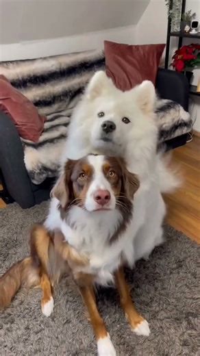 Dog Meeting Another Dog for the First Time—So Wholesome!