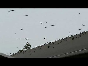 Bothell Crow Roost