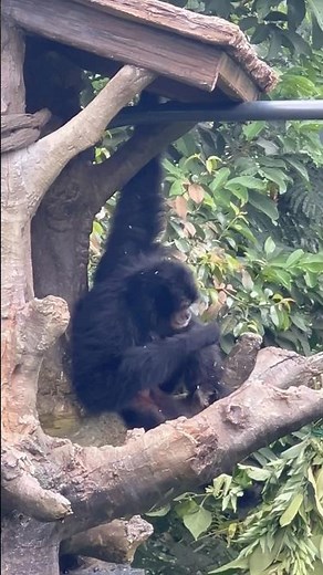 Siamang | Rainforest Wild ASIA #D9INE