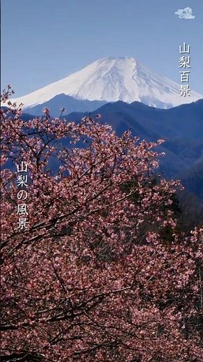 【春絶景】富士山が一番綺麗に見える場所🗻エコの里「富士見ウッドタワー」からの絶景｜Fujimi Wood Tower