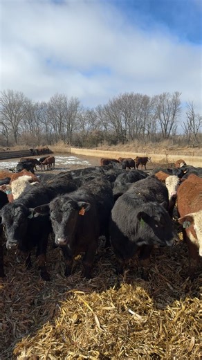 Mound system vs bed pack? #fyp #trending #viral #farmtok #cattle! | Cattle Farming