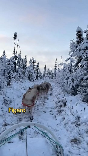 Once a little puppy, now a rising star ⭐️😊 | Joe G Henderson