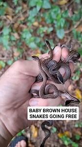 Hatchling House Snakes (non-venomous) from a gravid, rescued female, being released. #snakes #snakeconservation #conservation #snake #HouseSnakes #Durban #KZN #SouthAfrica #Herpetology #Babyanimals | Nick Evans- Snake Rescuer