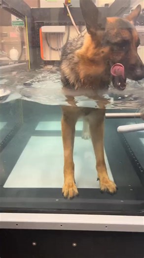 104K views · 832 reactions | Therapy day | Bear The German Shepherd | Facebook
