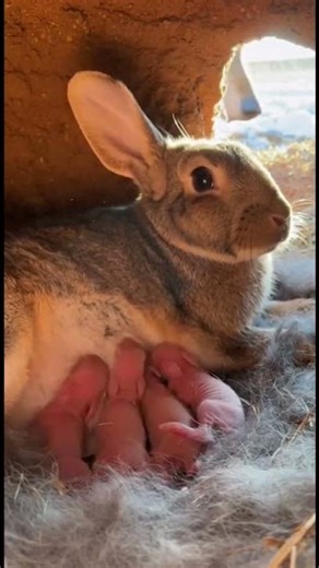 Mama Rabbit vs Wolf - Who Wins? #shorts #animals