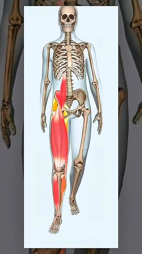 1M views · 11K reactions | Muscles involved in walking ‍♂️例 #muscle #anatomy | Dr. Ishtiaque Arafat | Facebook