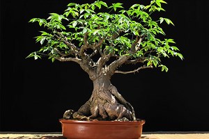 PALO BORRACHO: CARACTERÍSTICAS, USOS, CUIDADOS Y MÁS