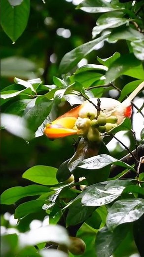 Extremely Rare Albino Toucan: A Unique Wonder of the Bird World #WildlifePhotography #RareBirds