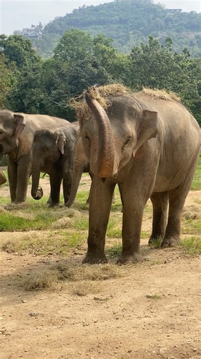 Samui and her very own hay crown 👑🐘 While she’s eating, she loves to pile hay on her head and back, letting it fall around her feet so she can pick it up again later. It might look a little messy, but it’s actually very intentional. Elephants are highly intelligent and often keep food within reach so they can eat slowly throughout the day. They also use hay, grass, and plants on their bodies to help repel insects and protect their skin. Samui just happens to turn these clever, practical habits