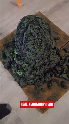 REAL XENOMORPH EGG #movie #alien #avp #20thcenturystudios