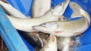 A striking up-down view of big river pikes which are sliding, jumping and trying to get away from their last trap in slow motion.