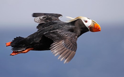 Puffins are returning to the Oregon coast. Here’s how to welcome them back