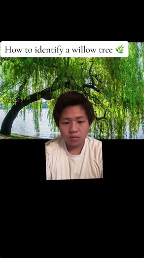 Learning to spot willow trees like a pro 🌿 Shoutout to @sapphic_kitty00 for inspiring me to dive deeper into tree ID! 🌳💚 #TreeID #WillowWisdom #ForestryTips