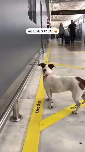 SHOCKING! Two Vicious Jack Russell’s Attack Owner In Airport Arrivals Lounge 🤣🥰 TikTok: therealpetersage - Rate this cuteness out of 10! ❤️ - Follow our page 👉 @jack.russell.terrier.club for a daily dose of cuteness! 😍 - 📸 Credit by TikTok: therealpetersage Follow us @ParsonRussell.ig for daily Samoyed cuteness! Follow @ParsonRussell.ig 🔔 #jackrussell #jackrussellterrier #jackrussellsofinstagram #jackrussellmoments #jackrussellsofig #jackrussells #jackrussellofinstagram #jackrussellmix #ja
