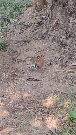 The most beautiful Hoopoe bird hunting for prey #hoopoe #hoopoebird @kuvethan7478