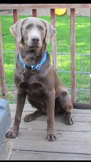 Understanding Alopecia in Silver Labs: Causes and Prevention