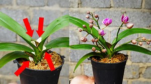 5M views · 33K reactions | The Secret To Helping Orchids Bloom Is Using Garlic | Balcony & Garden | Facebook