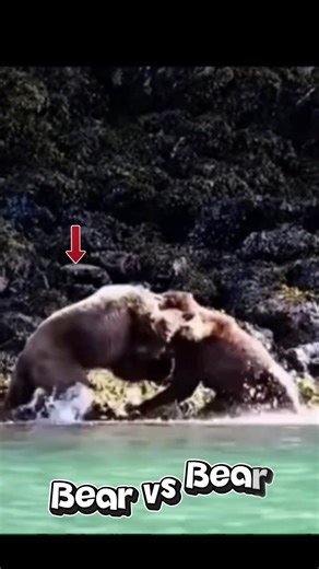 Territory Fight: Bear vs Bear 🐻🌲 | AlaskaAlaska #AlaskaLife #AlaskaHunting #AlaskaWilderness