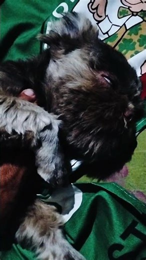 goodnight buddy. #furbaby #dogbreed