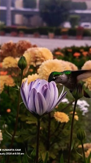 The Cutest Hummingbird You'll See Today! 🌸🐦 #Shorts ‪@SUMANTACAM‬