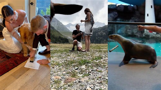Valentine’s magic: Animals who made proposals and weddings unforgettable