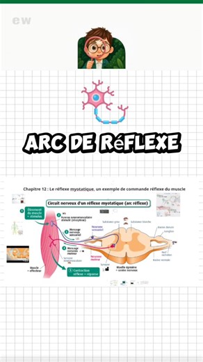 𝖤𝖽𝗎𝗐𝖾𝗅𝗅 𝖮𝖿𝖿𝗂𝖼𝗂𝖺𝗅 🎓 on Instagram: "Le réflexe spinal : l’arc réflexe expliqué – Neurophysiologie Révision de neurophysiologie pour le Baccalauréat tunisien 🇹🇳 Cette vidéo explique le réflexe spinal (arc réflexe) : réception du stimulus, message nerveux sensitif, rôle de la moelle épinière et réponse motrice. 📌 Contenu conforme au programme officiel du Bac Tunisie #BacTunisie #Neurophysiologie #bac2026"