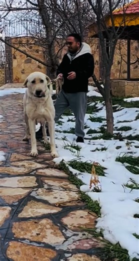 🇮🇷 سگ‌های اصیل ایرانی | 🇩🇪 Iranische Hunderassen | 🇺🇸 Iranian Dog Breeds