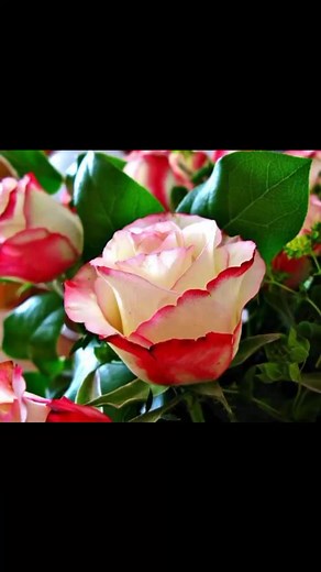 19 reactions | Deixa Deus agir vc vai se surpreender!! | Palavras que edificam. | Facebook