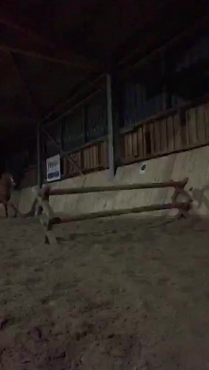 Reiten ohne Sattel – Frei und Ungezügelt