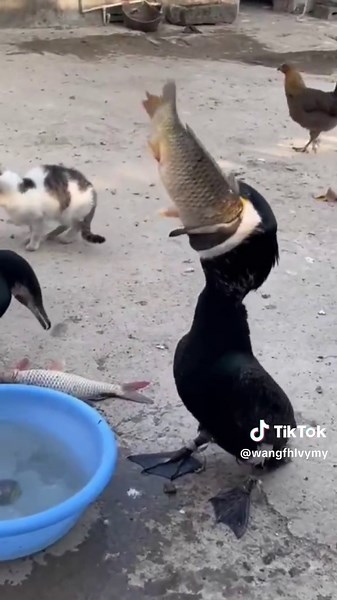 Why eat just fillets when I can have a whole fish?#animals #funny #duck #fish #eat