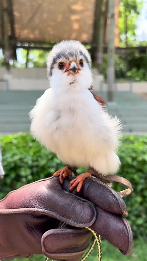 Happy 9th Hatch Day to Tanzi!! Though it is the smallest raptor in Africa, the African pygmy falcon is a powerful predator. #bird #animalsoftiktok #cincinnatizoo