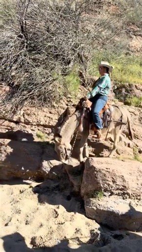 The Biggest Myth About Wild Burros