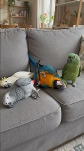 🦜😂 4 Parrots Played Dead at the Same Time! The Ending Is Hilarious! #Shorts#viral #video