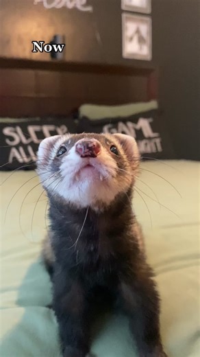 Ferret Scream Compilation: Somebody Anybody Everybody Scream