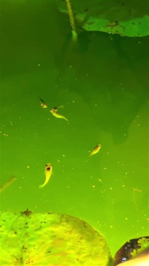 Fish tank tour #anmals