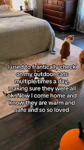 The days of anxiously counting cats are no longer and for that, I sleep so much better😌 #catlover #catlife #outdoorcat #catcolony #catsofinstagram #catstagram | Freedom Farmhouse