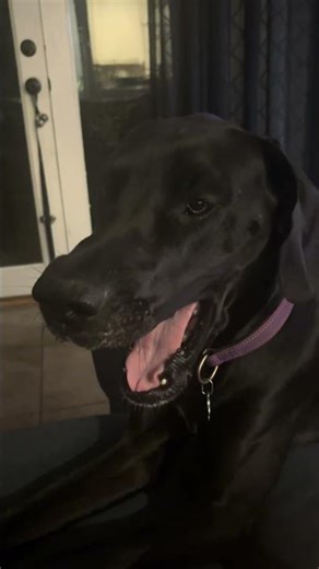 Great Dane vs 10lbs cat.