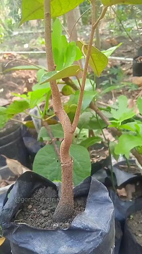 715K views · 7K reactions | Fruit trees grafting ideas | gardening & plant care #graftingtree #gardeninglife #gardening #innesto | GardeningFruit | Facebook