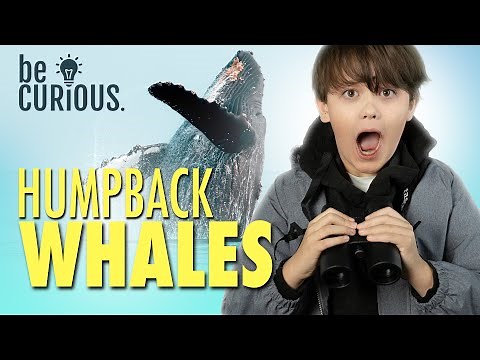 Humpback Whale Facts | Educational Animal Videos for All Ages