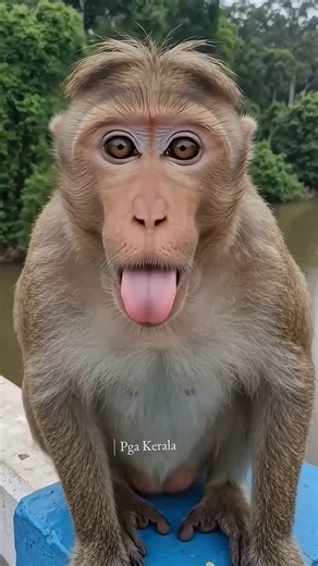 Pappumon. Monkey face expression. laughing monkey. monkey rare action. funny monkey. funny animal