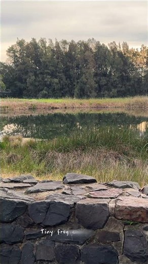 Frog & Bird Sounds 🐸 Peaceful Pond Ambience #shorts